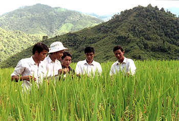 Khuyến nông viên cơ sở ở Trạm Tấu hướng dẫn nhân dân kỹ thuật chăm sóc lúa. (Ảnh: Mạnh Cường)  
